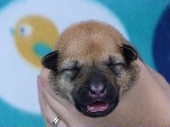 chinook puppy